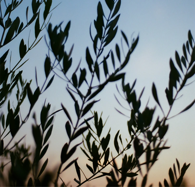 パララックス画像 1