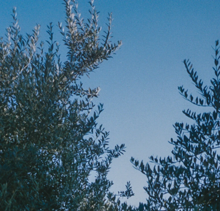 パララックス画像 2